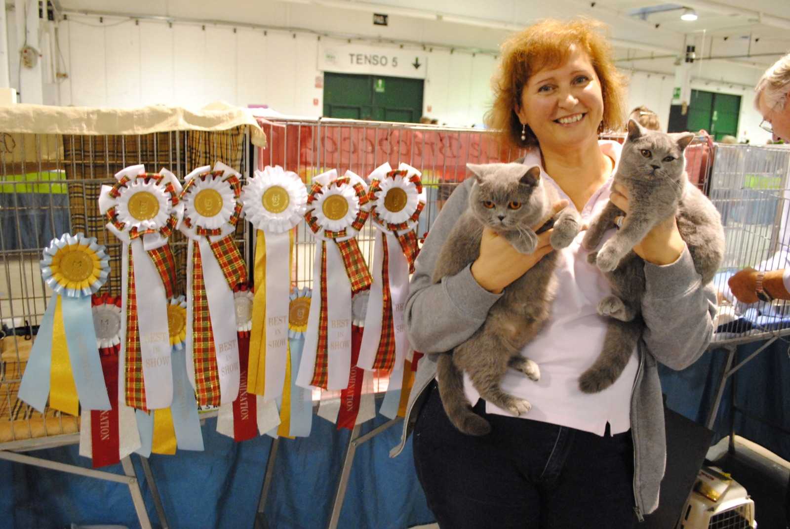 British Shorthair